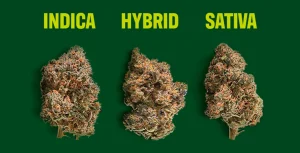 photo of indica, hybrid and sativa buds