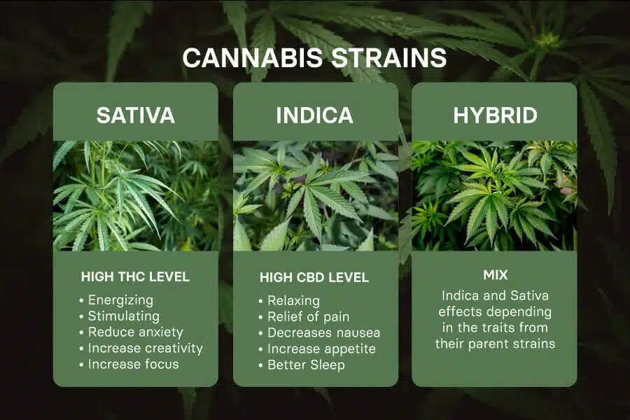 Chart showing difference between Sativa, Indica and Hybrid cannabis strains.